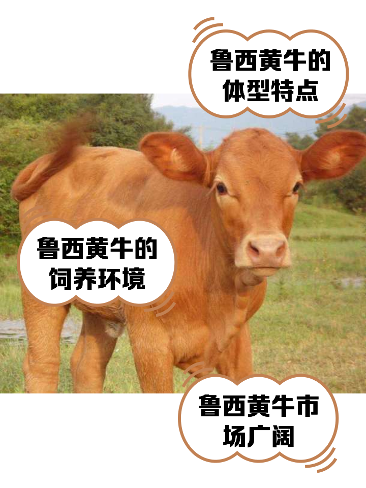 伊川最新医保取现黄牛方法分析(最方便真实的伊川医保取现黄牛怎么取方法)